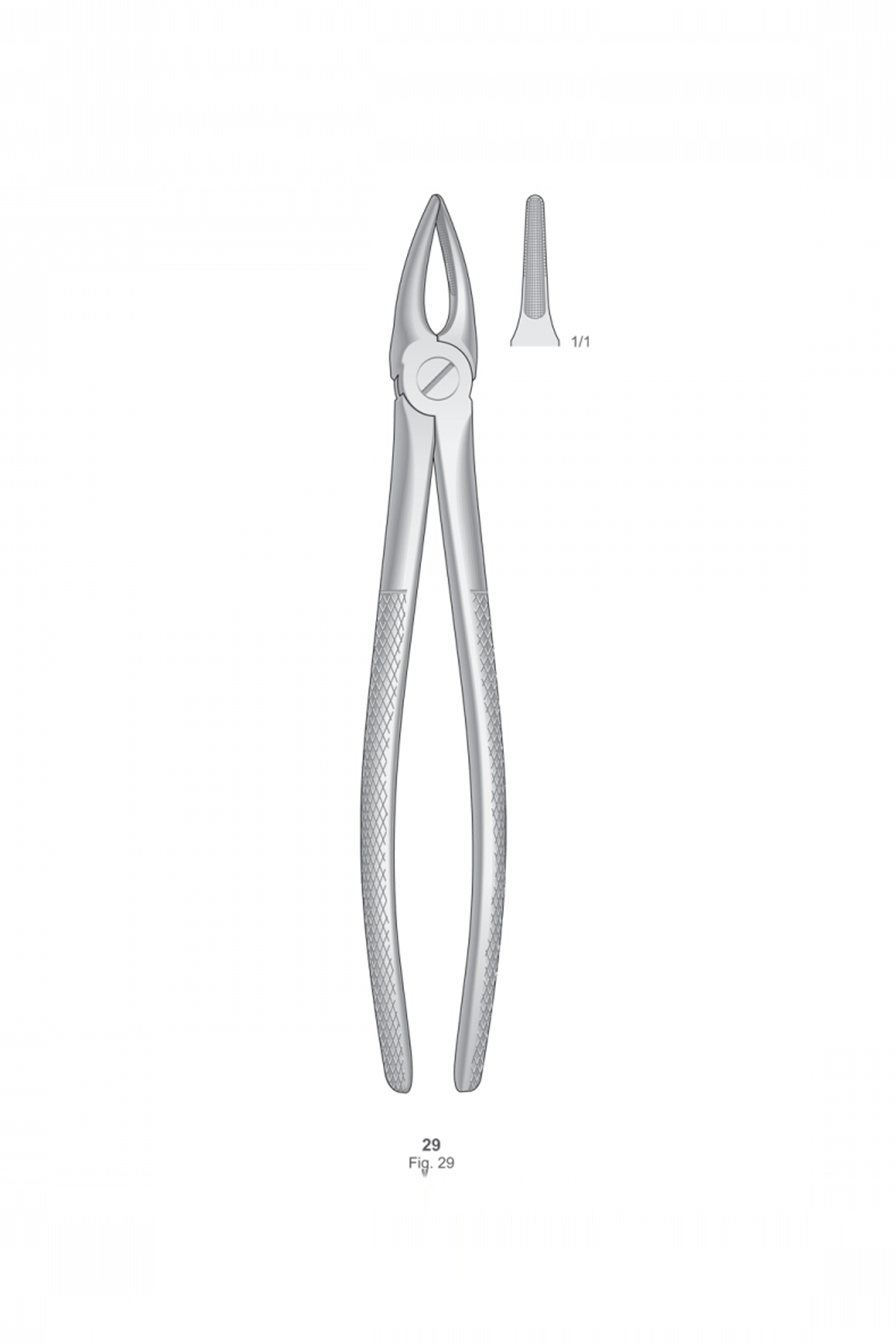 Extracting Forceps English Pattern